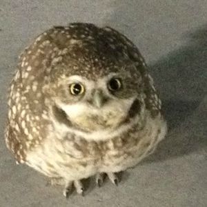 blindowl03