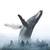 anthony_rombaut