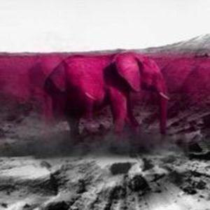 cedric_pink_hellephant