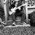 jude_gelman
