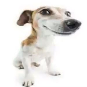mandofenn