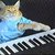 See how Keyboard Cat uses Yamaha SHS-10 Keytar