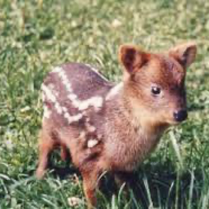 pudu