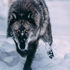blackwolf924