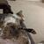 harper_noss