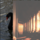 bvlisk