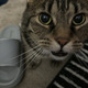 saucecatt
