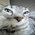 henrique_pereira