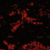 kcork103