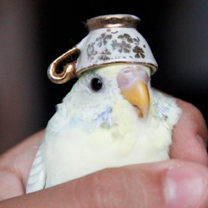 dummbirb0