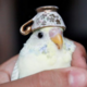 dummbirb0