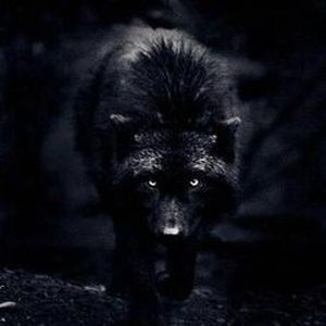 wolves