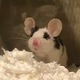 mousey