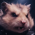 rats