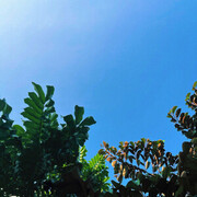 Evenbluer