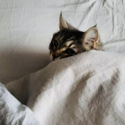 drmycat