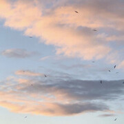 RdBeats