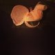 la_phant