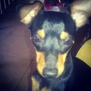 Zingo