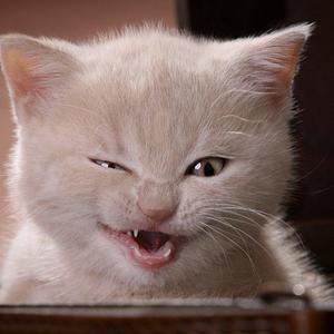 rogue_gato