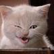 rogue_gato