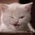 rogue_gato