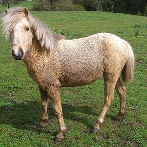 manni22554